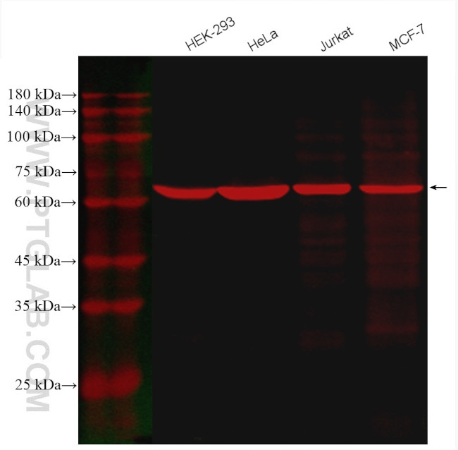 KU70/XRCC6 Antibody in Western Blot (WB)