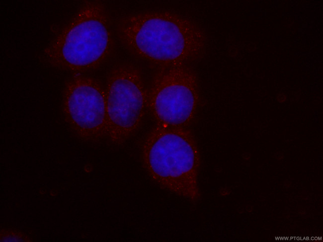 NRBP2 Antibody in Immunocytochemistry (ICC/IF)