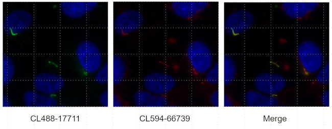 ARL13B Antibody in Immunocytochemistry (ICC/IF)