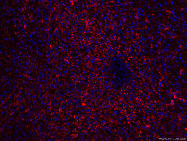 HO-1/HMOX1 Antibody in Immunohistochemistry (PFA fixed) (IHC (PFA))