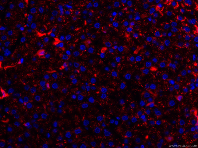 HO-1/HMOX1 Antibody in Immunohistochemistry (PFA fixed) (IHC (PFA))