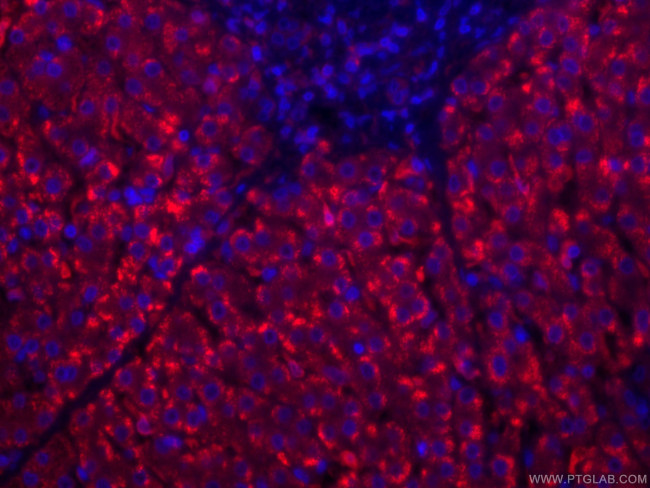 HO-1/HMOX1 Antibody in Immunohistochemistry (PFA fixed) (IHC (PFA))