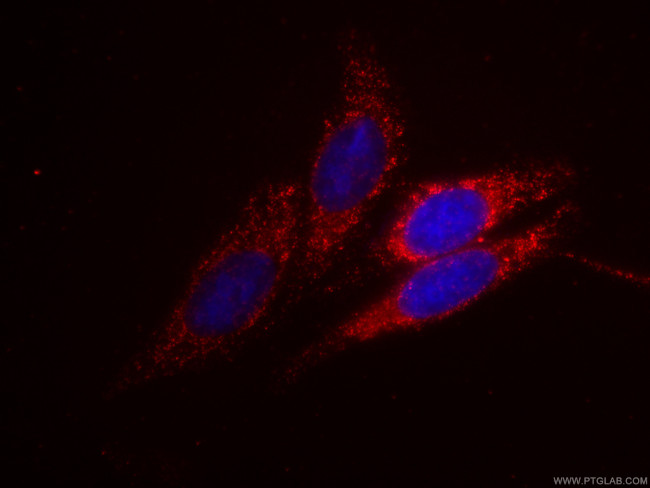 Syntaxin 16 Antibody in Immunocytochemistry (ICC/IF)