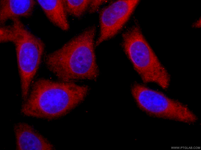 YAP1 Antibody in Immunocytochemistry (ICC/IF)