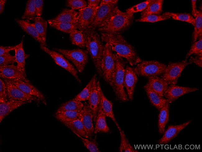 TRIM21 Antibody in Immunocytochemistry (ICC/IF)