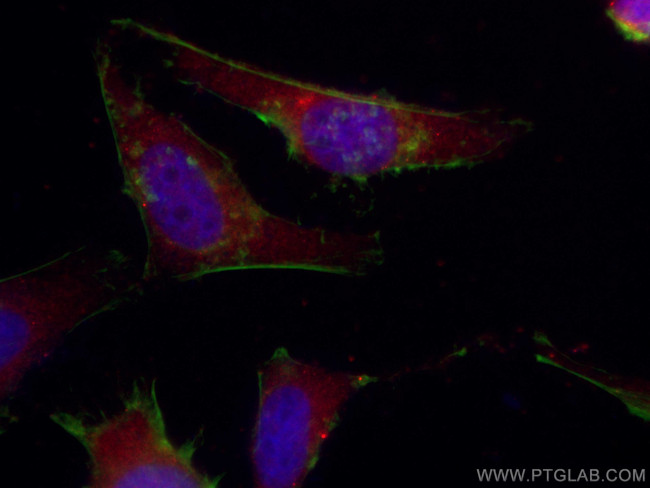 KIF20A Antibody in Immunocytochemistry (ICC/IF)