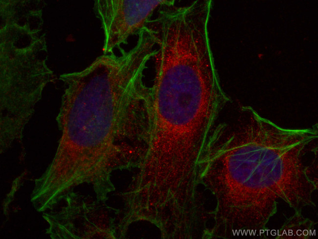 PSMD9 Antibody in Immunocytochemistry (ICC/IF)