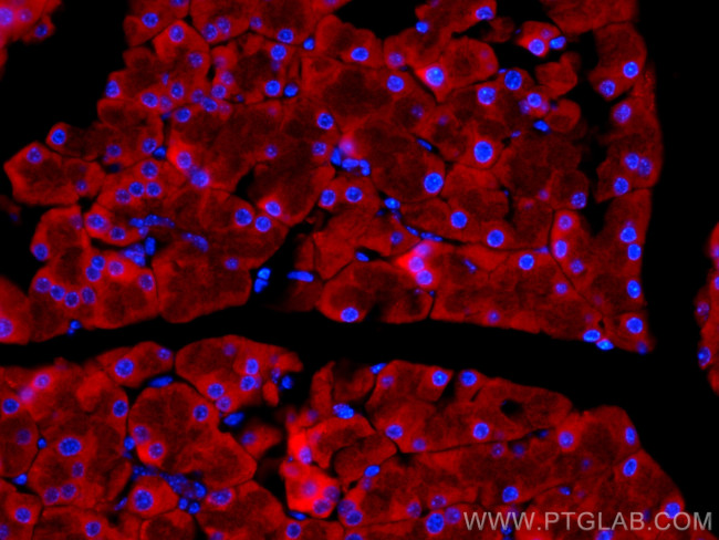 EIF3L Antibody in Immunohistochemistry (PFA fixed) (IHC (PFA))