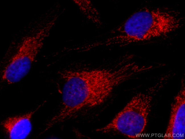 Mitofilin Antibody in Immunocytochemistry (ICC/IF)