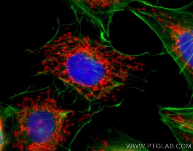 TOM20 Antibody in Immunocytochemistry (ICC/IF)