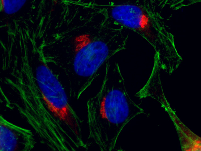 p115, USO1 Antibody in Immunocytochemistry (ICC/IF)