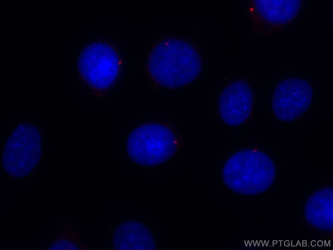 CEP250/CNAP1 Antibody in Immunocytochemistry (ICC/IF)