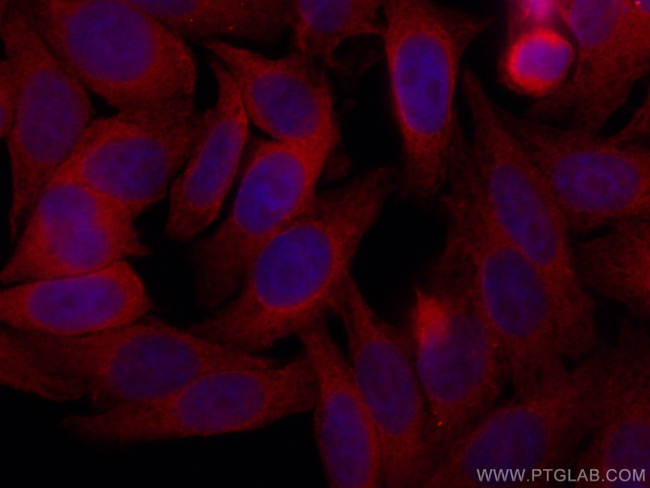 POFUT1 Antibody in Immunocytochemistry (ICC/IF)