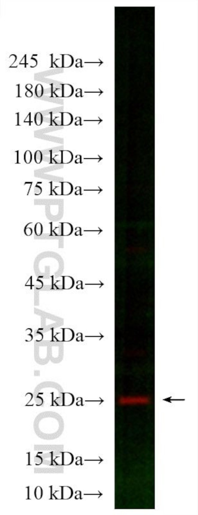 SNAP25 Antibody in Western Blot (WB)