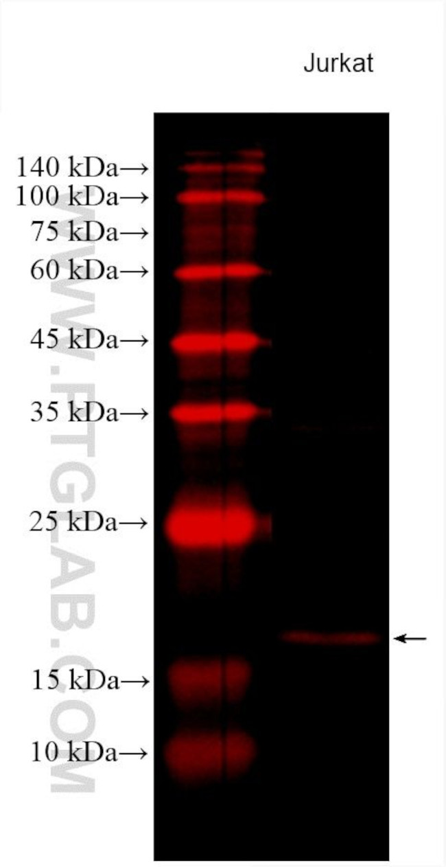 BID Antibody in Western Blot (WB)