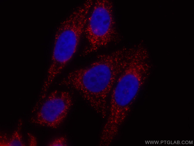 ATP5A1 Antibody in Immunocytochemistry (ICC/IF)