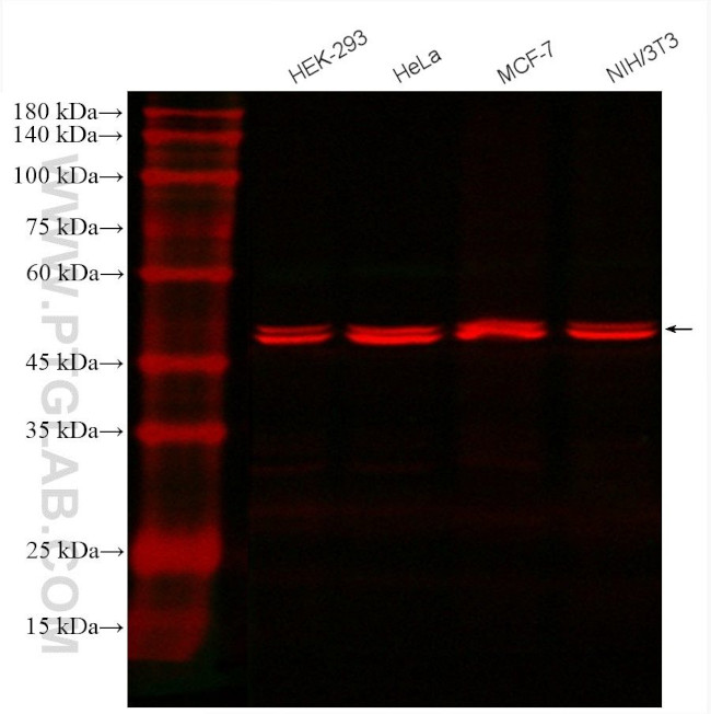 ATP5A1 Antibody in Western Blot (WB)