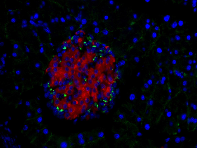 INS Antibody in Immunohistochemistry (Paraffin) (IHC (P))