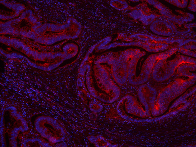 GNAS Antibody in Immunohistochemistry (Paraffin) (IHC (P))