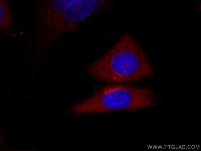 SERPINA7 Antibody in Immunocytochemistry (ICC/IF)