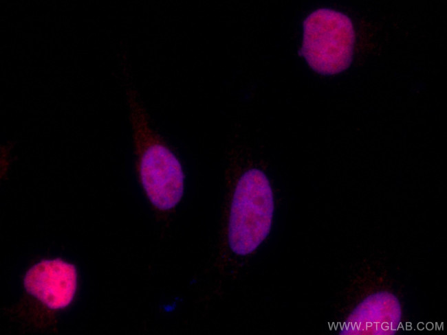 GMNN Antibody in Immunocytochemistry (ICC/IF)