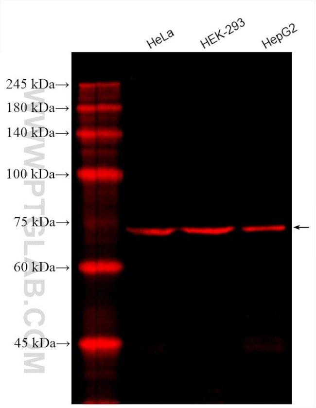 SLC9A9 Antibody in Western Blot (WB)