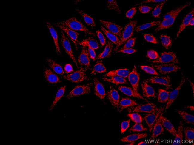 TOM20 Antibody in Immunocytochemistry (ICC/IF)