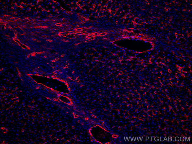 AOC3 Antibody in Immunohistochemistry (Paraffin) (IHC (P))