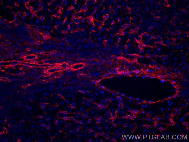 AOC3 Antibody in Immunohistochemistry (Paraffin) (IHC (P))