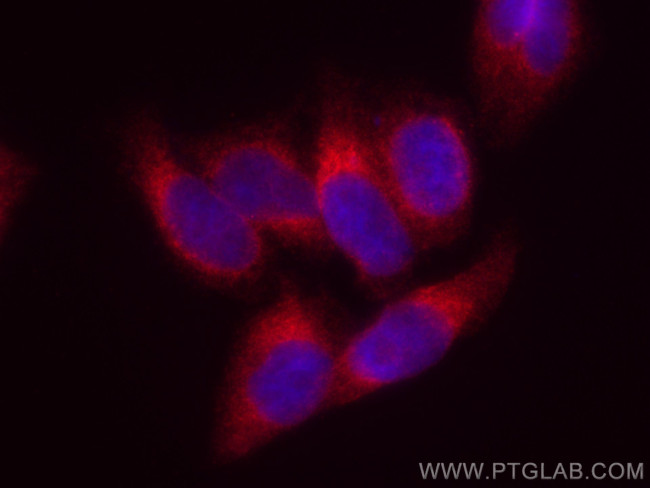 Calnexin Antibody in Immunocytochemistry (ICC/IF)