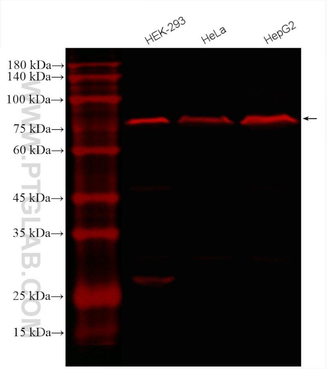 Calnexin Antibody in Western Blot (WB)