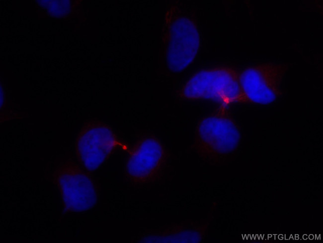 PRC1 Antibody in Immunocytochemistry (ICC/IF)