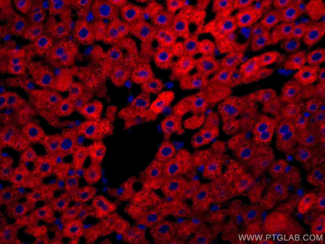 CYP3A4 Antibody in Immunohistochemistry (Paraffin) (IHC (P))