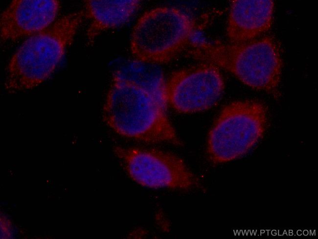 IFIT3 Antibody in Immunocytochemistry (ICC/IF)