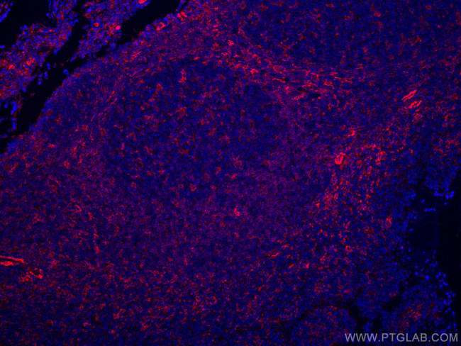 LAIR1 Antibody in Immunohistochemistry (Paraffin) (IHC (P))