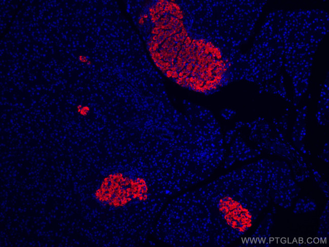 Ins1 Antibody in Immunohistochemistry (Paraffin) (IHC (P))