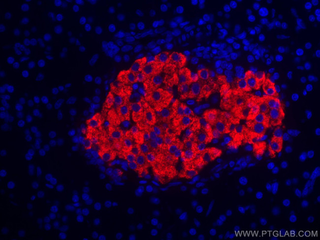 Ins1 Antibody in Immunohistochemistry (Paraffin) (IHC (P))