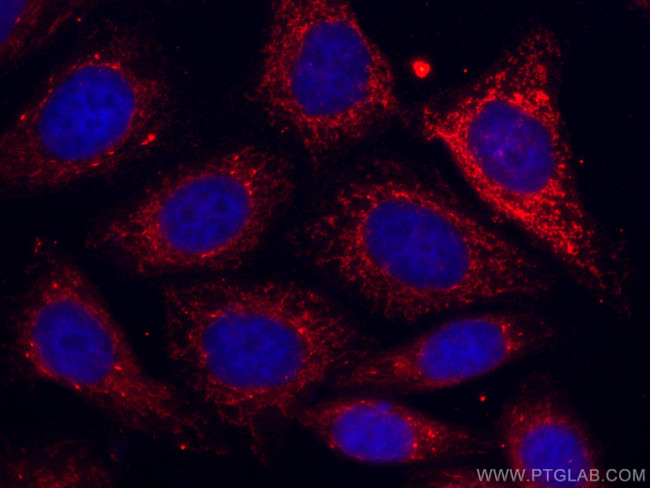 Sam50 Antibody in Immunocytochemistry (ICC/IF)