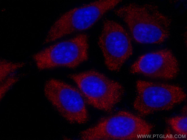 PLCL2 Antibody in Immunocytochemistry (ICC/IF)