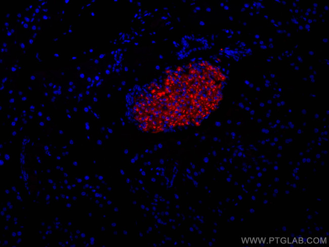 Ins1 Antibody in Immunohistochemistry (Paraffin) (IHC (P))