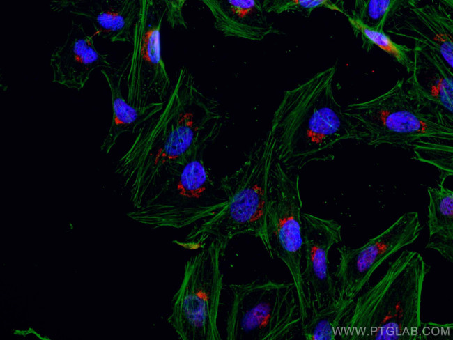 GOLPH3 Antibody in Immunocytochemistry (ICC/IF)