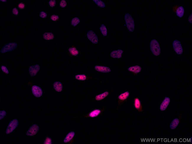 HNRNPA1 Antibody in Immunocytochemistry (ICC/IF)