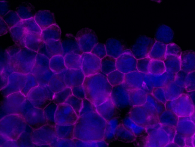 CD45 Antibody in Immunocytochemistry (ICC/IF)