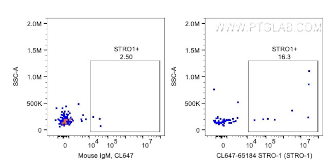 STRO-1 Antibody in Flow Cytometry (Flow)