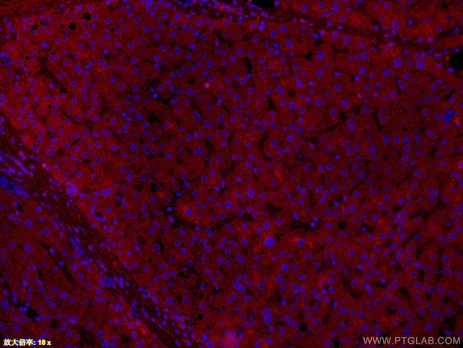 APOL1-Specific Antibody in Immunohistochemistry (PFA fixed) (IHC (PFA))