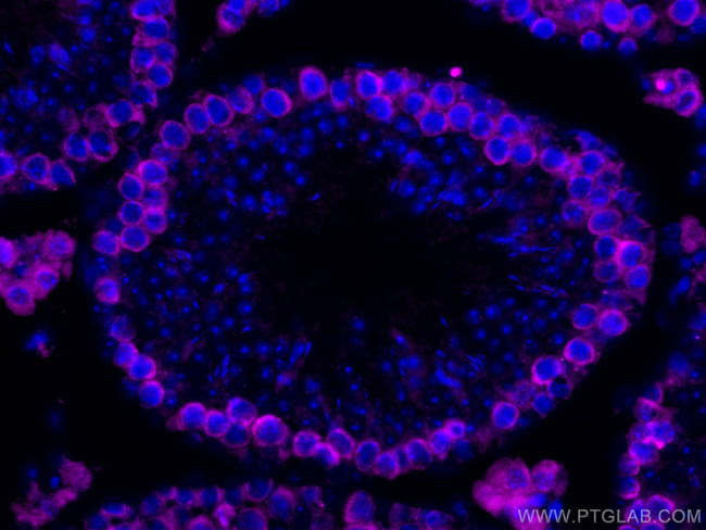 DAZL Antibody in Immunohistochemistry (Paraffin) (IHC (P))