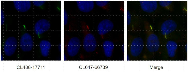 ARL13B Antibody in Immunocytochemistry (ICC/IF)