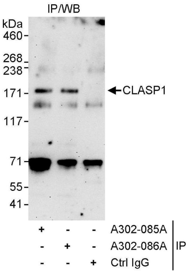 CLASP1 Antibody in Immunoprecipitation (IP)