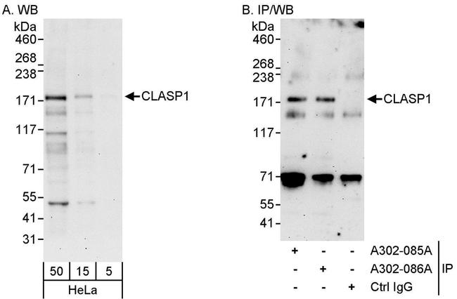 CLASP1 Antibody in Western Blot (WB)