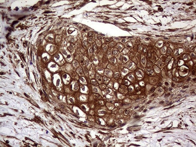 CLCA1 Antibody in Immunohistochemistry (Paraffin) (IHC (P))